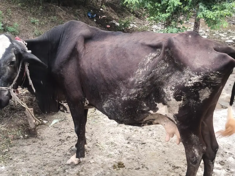 milking cow frezian or cholistani cross — photo 2