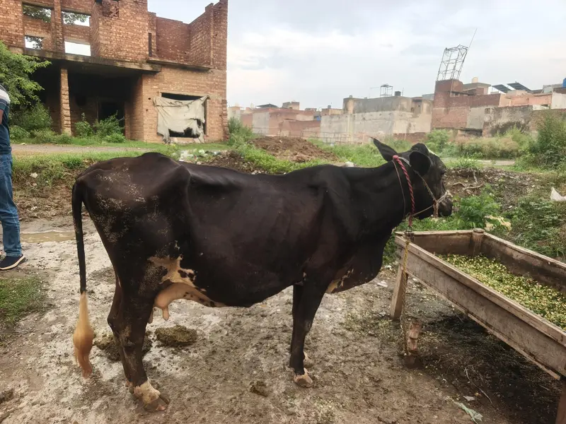 milking cow frezian or cholistani cross — photo 3