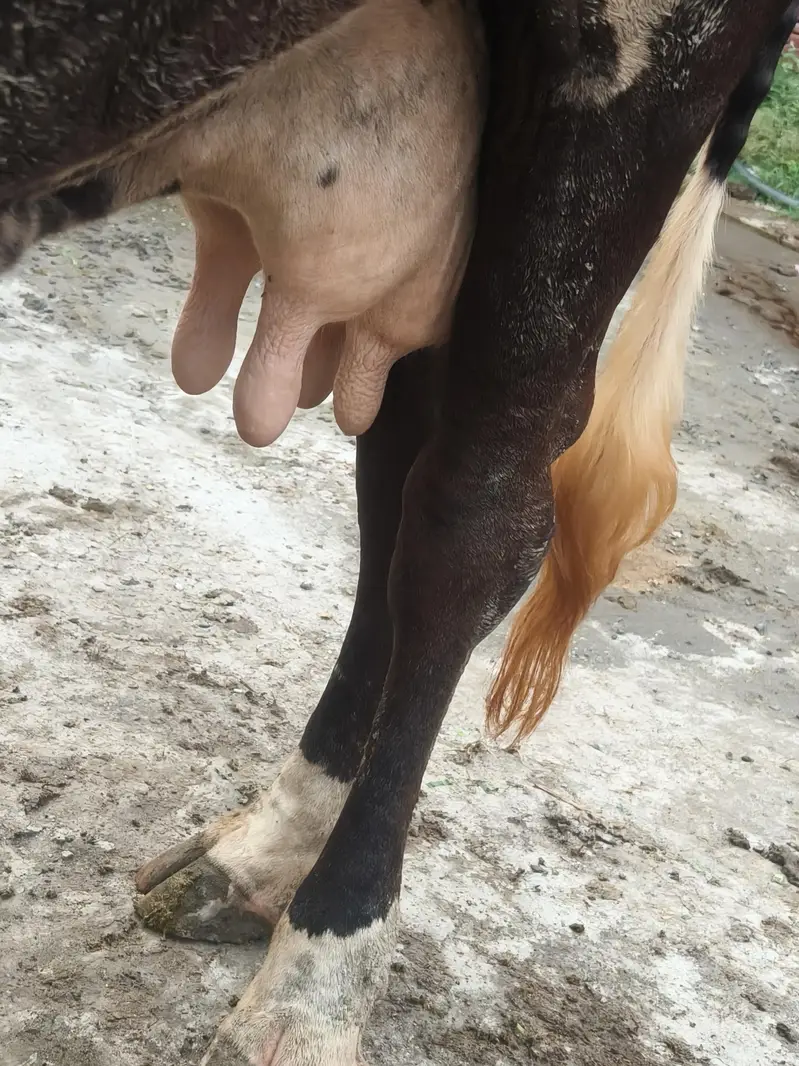 milking cow frezian or cholistani cross — photo 4
