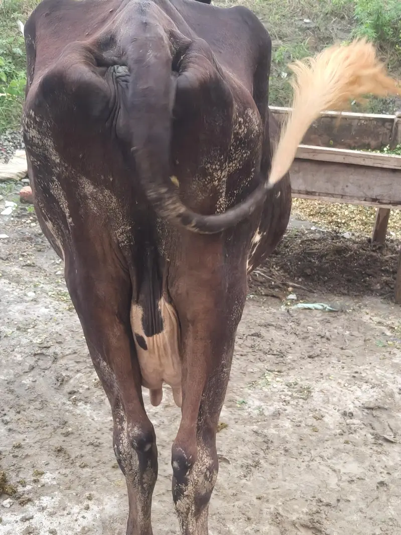 milking cow frezian or cholistani cross — photo 5