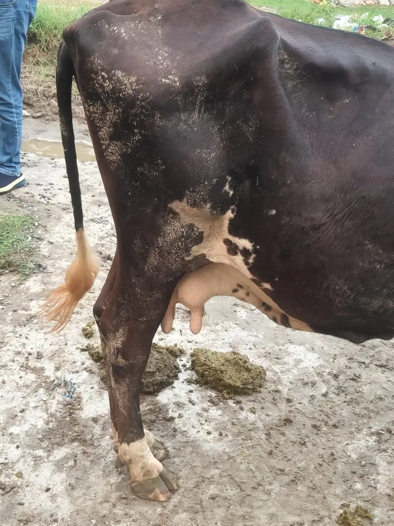 milking cow frezian or cholistani cross — photo 6