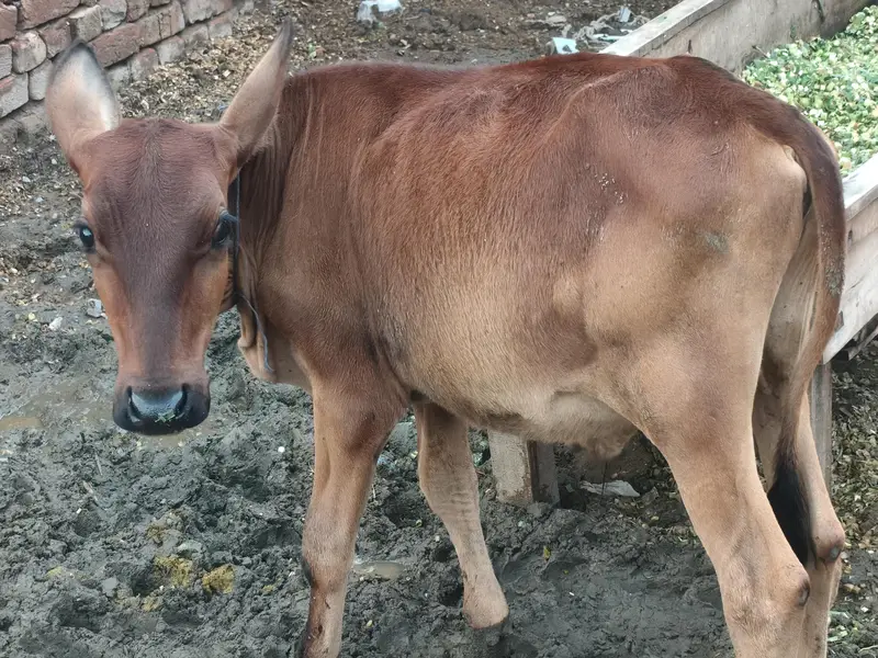 milking cow frezian or cholistani cross — photo 7