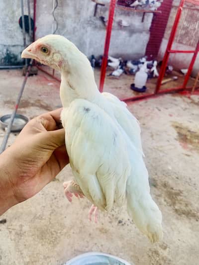 Aseel heera pair