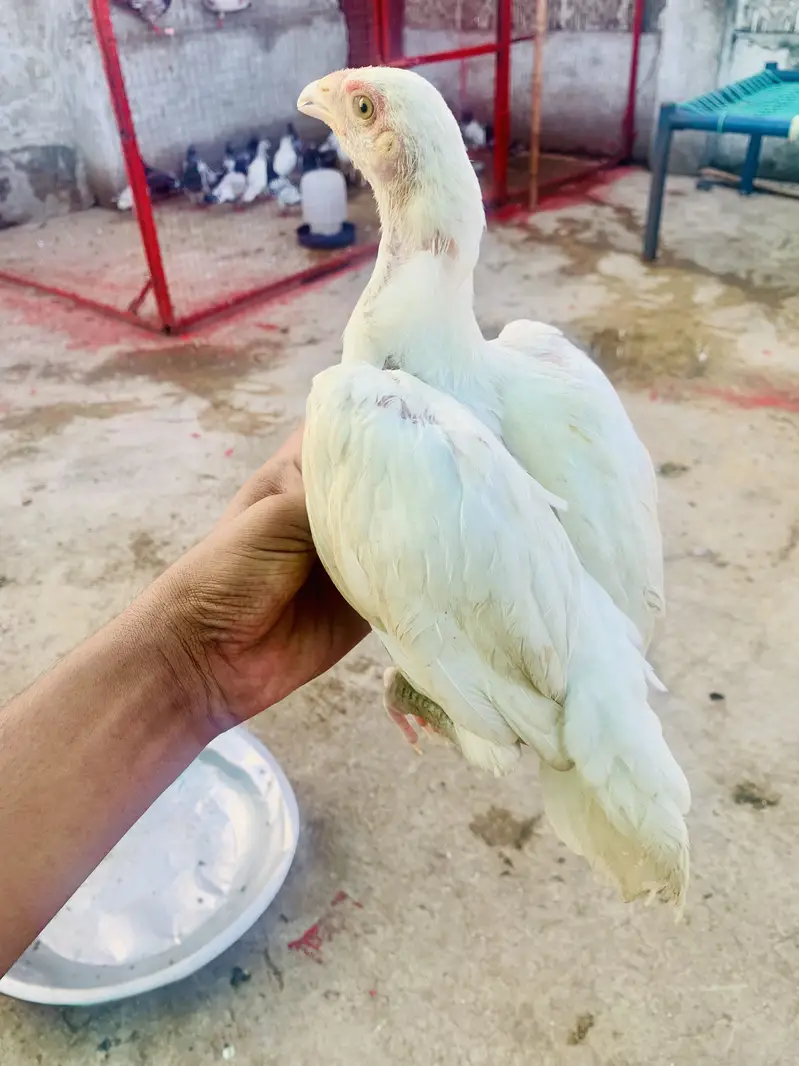 Aseel heera pair — photo 2