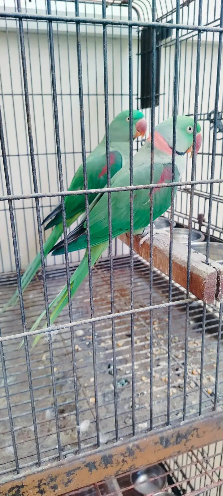 selling raw parrot pairs — photo 2