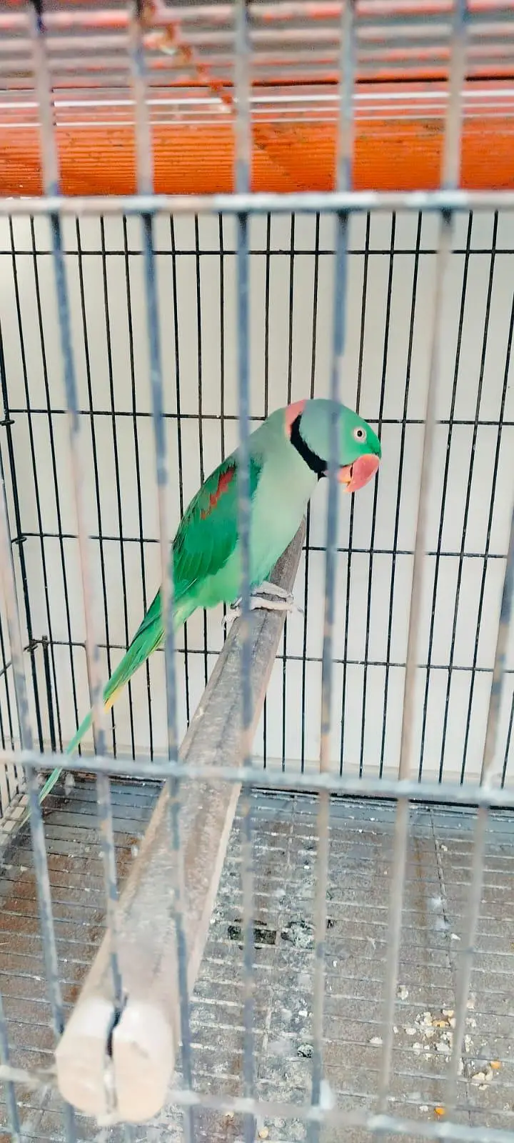 selling raw parrot pairs — photo 3