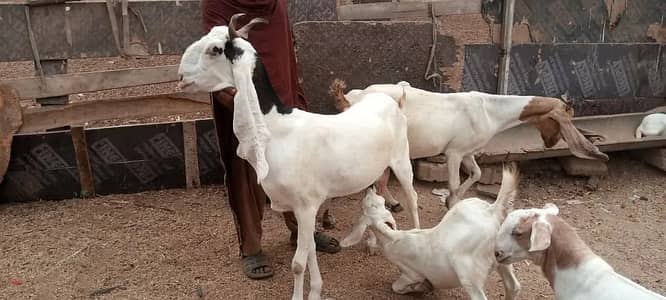 gulabi  bakri | Desi Goat | بکری | Goat for sale