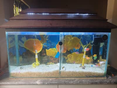 Urgent Aquarium and fishes for sale