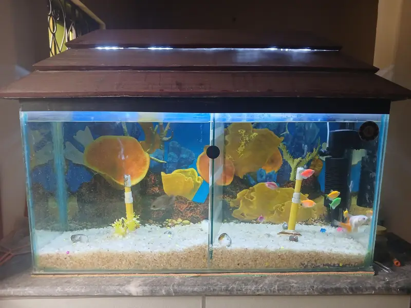 Urgent Aquarium and fishes for sale
