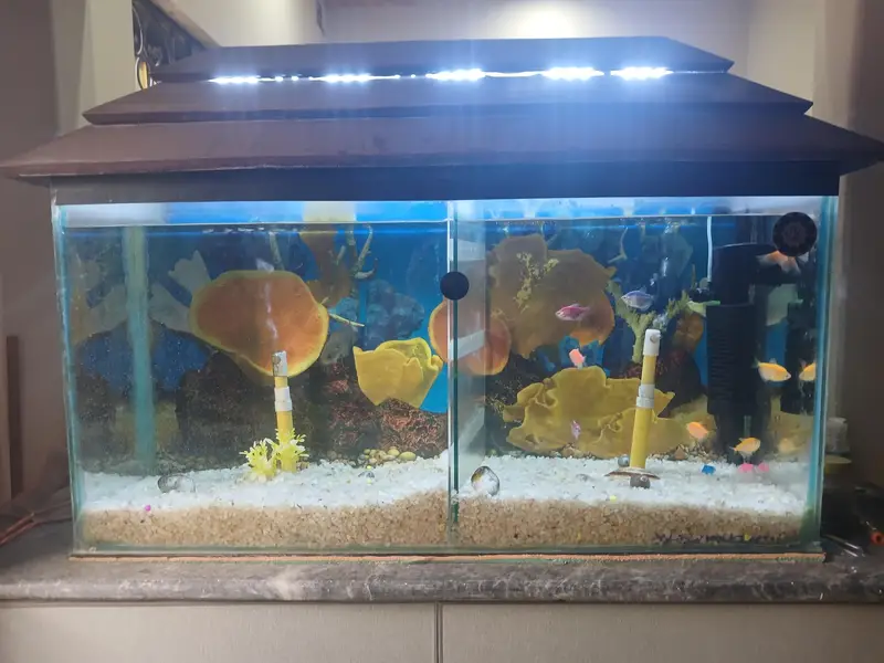 Urgent Aquarium and fishes for sale — photo 2