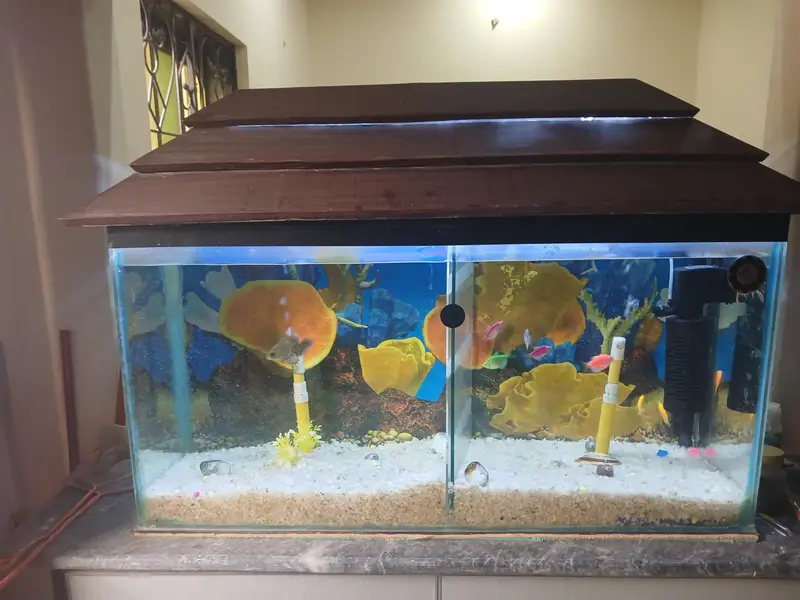 Urgent Aquarium and fishes for sale — photo 3