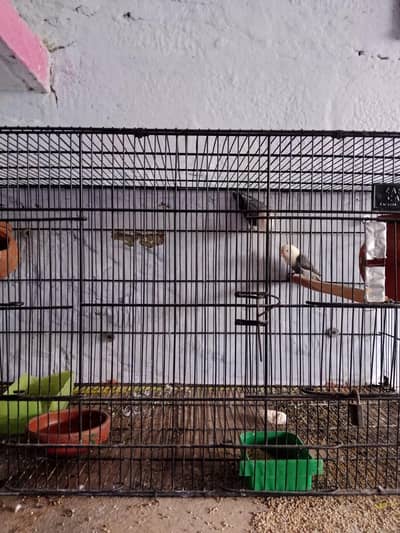 love bird Confirm breeder pair + cage
