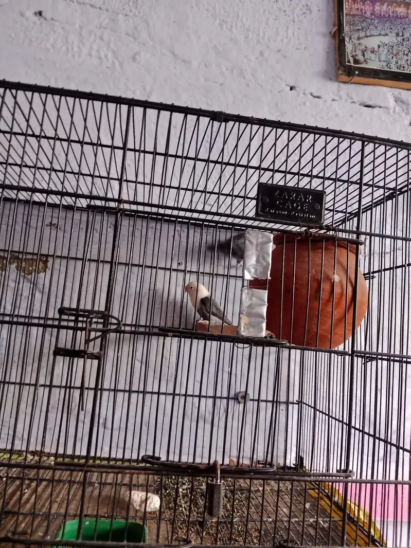love bird Confirm breeder pair + cage — photo 2