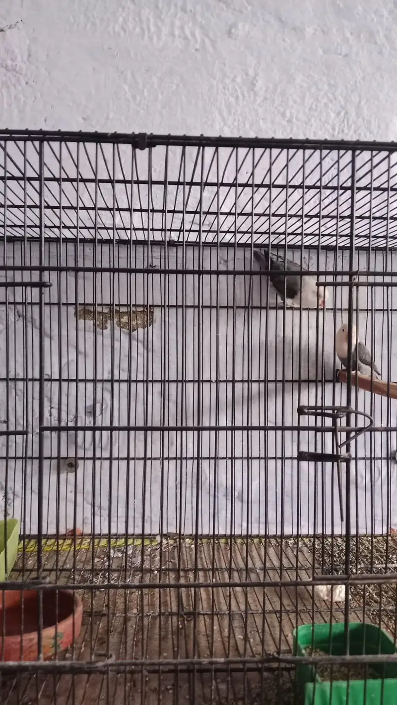 love bird Confirm breeder pair + cage — photo 3