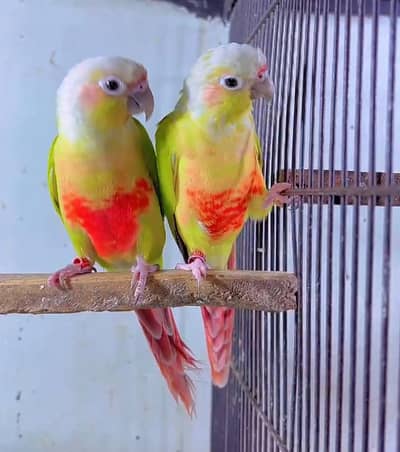 American conure
