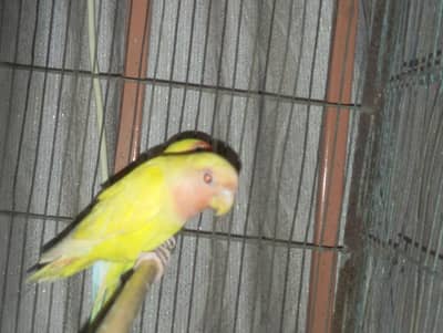 love birds adult pair