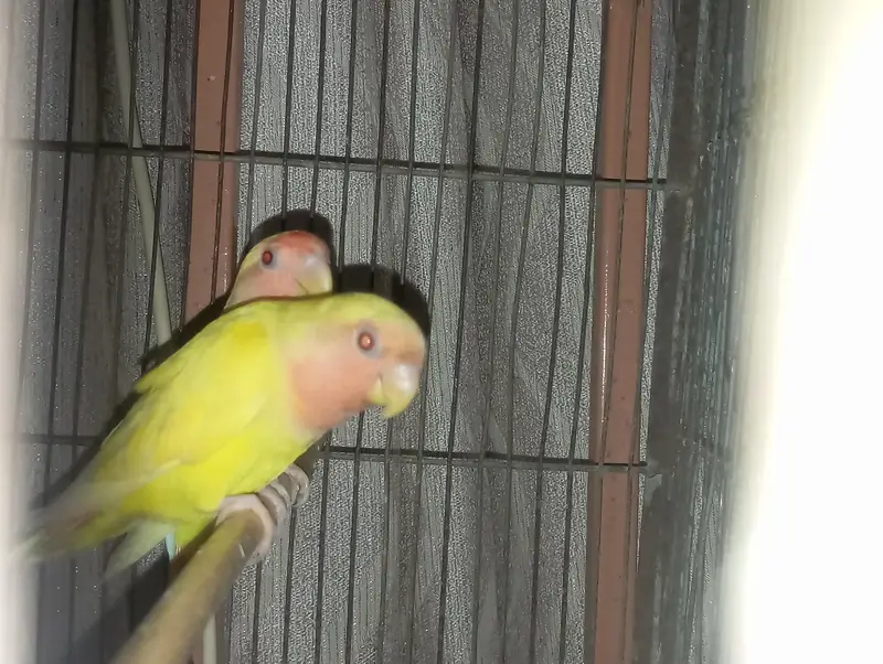 love birds adult pair — photo 2
