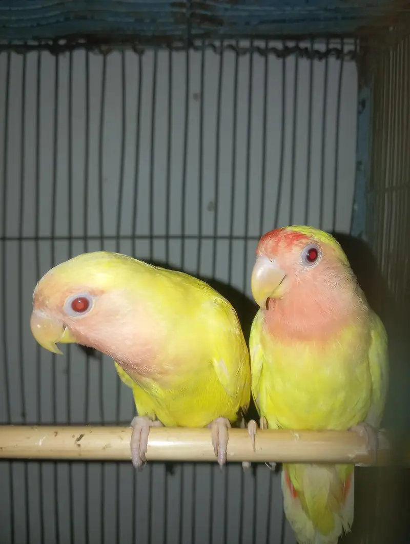 love birds adult pair — photo 3