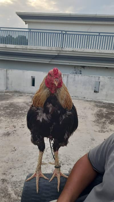 urgent sale