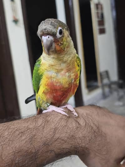 Yellow Sided Conure Hand Tame Piece