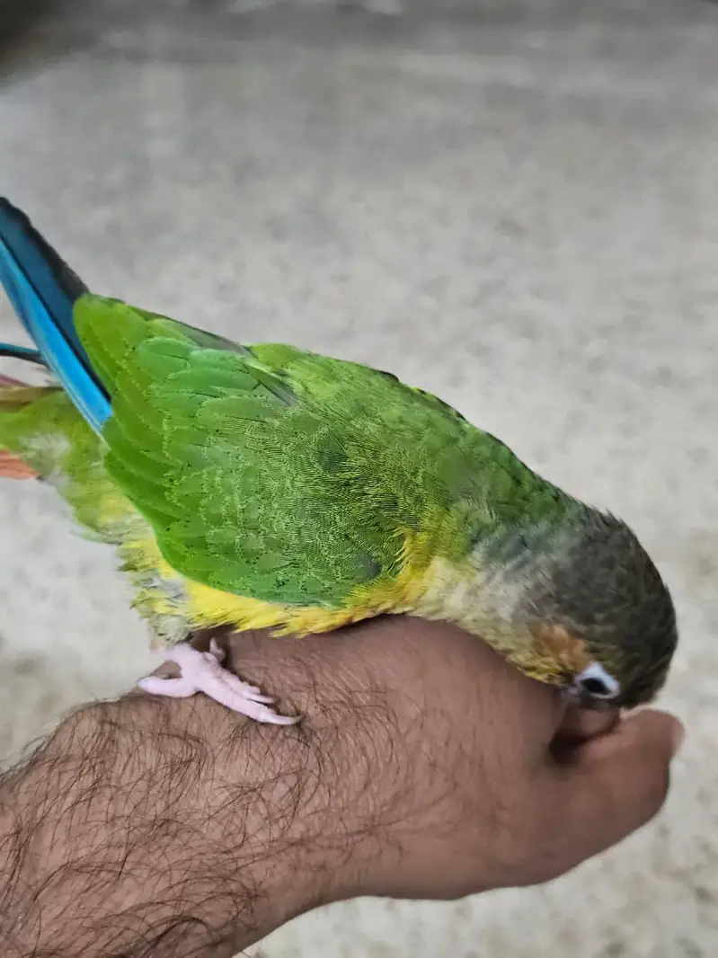 Yellow Sided Conure Hand Tame Piece — photo 2