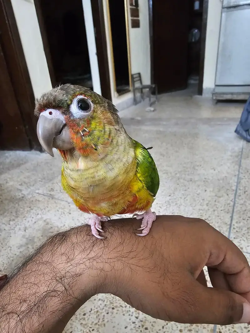 Yellow Sided Conure Hand Tame Piece — photo 4