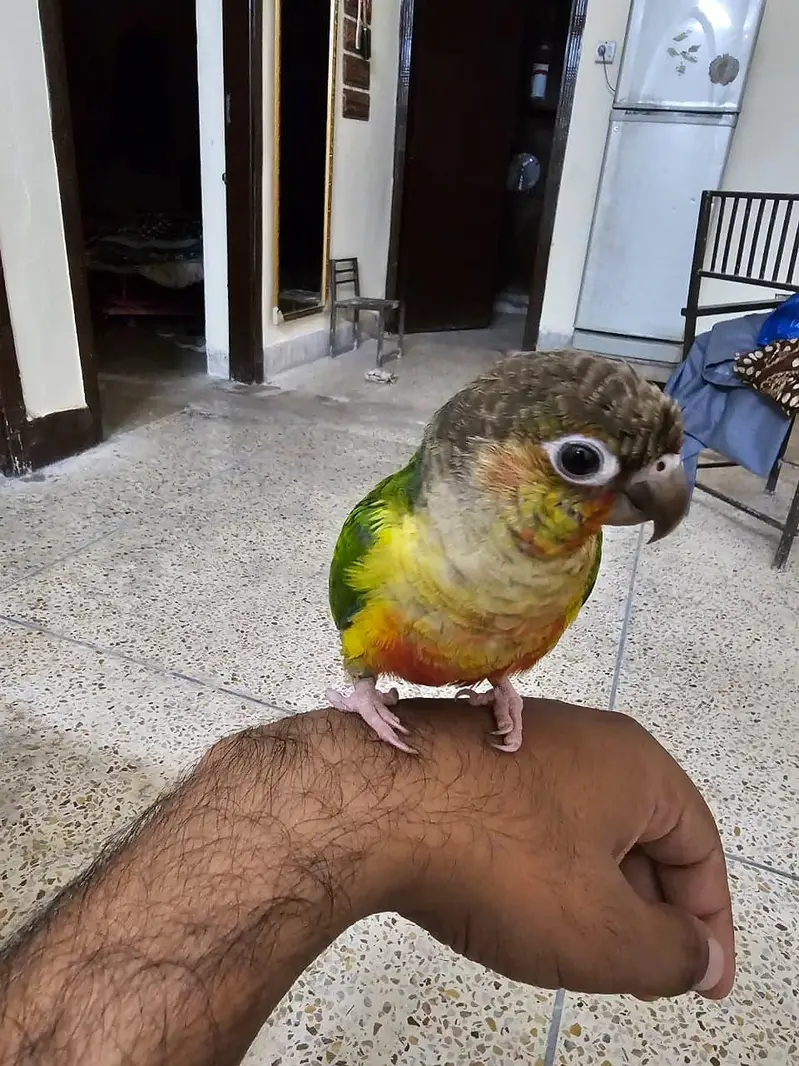 Yellow Sided Conure Hand Tame Piece — photo 5