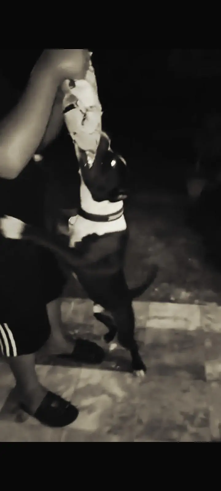 pure pitbull — photo 6