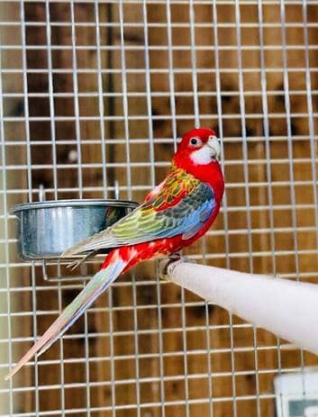 red cinnamon opaline rosella female