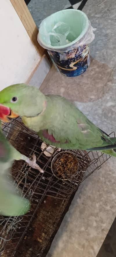 Raw parrots pair for sale