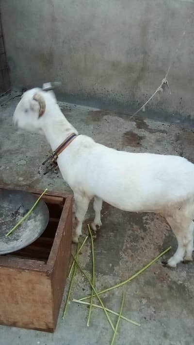 teddi white eyes wali bakri