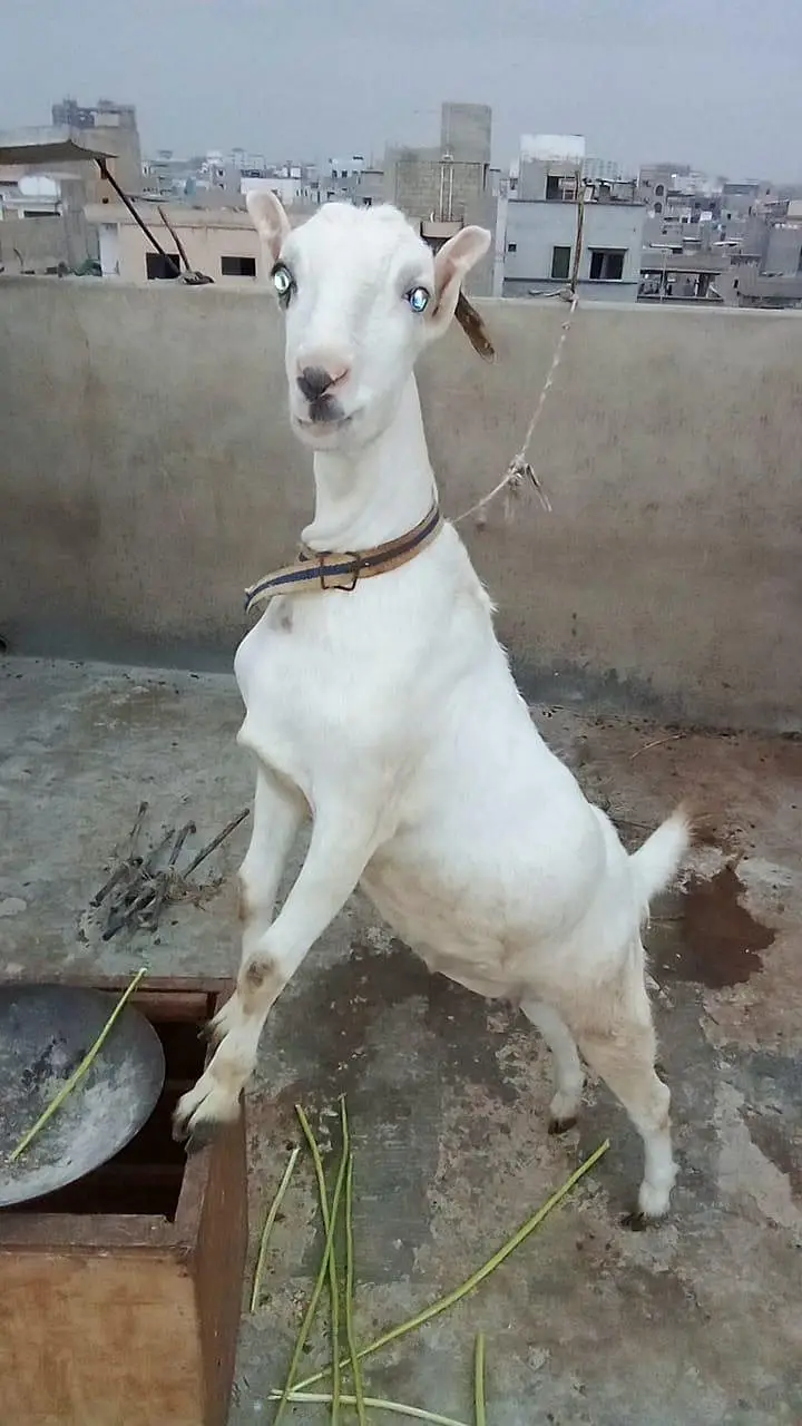 teddi white eyes wali bakri — photo 2