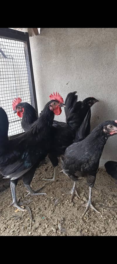 pure black Aster loop fully vaccinated birds , 0326=25=32=505 watsap