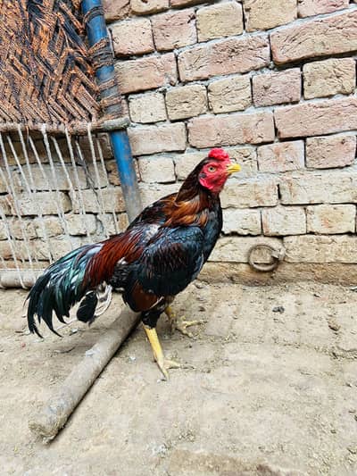Aseel lakha