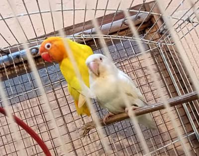 Parsanata Male With  Albino Female Lovebirds Breeder Pair.