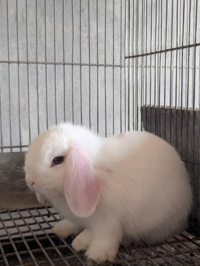 Holland Lop bunnies white blue eyes / punch face / top quality
