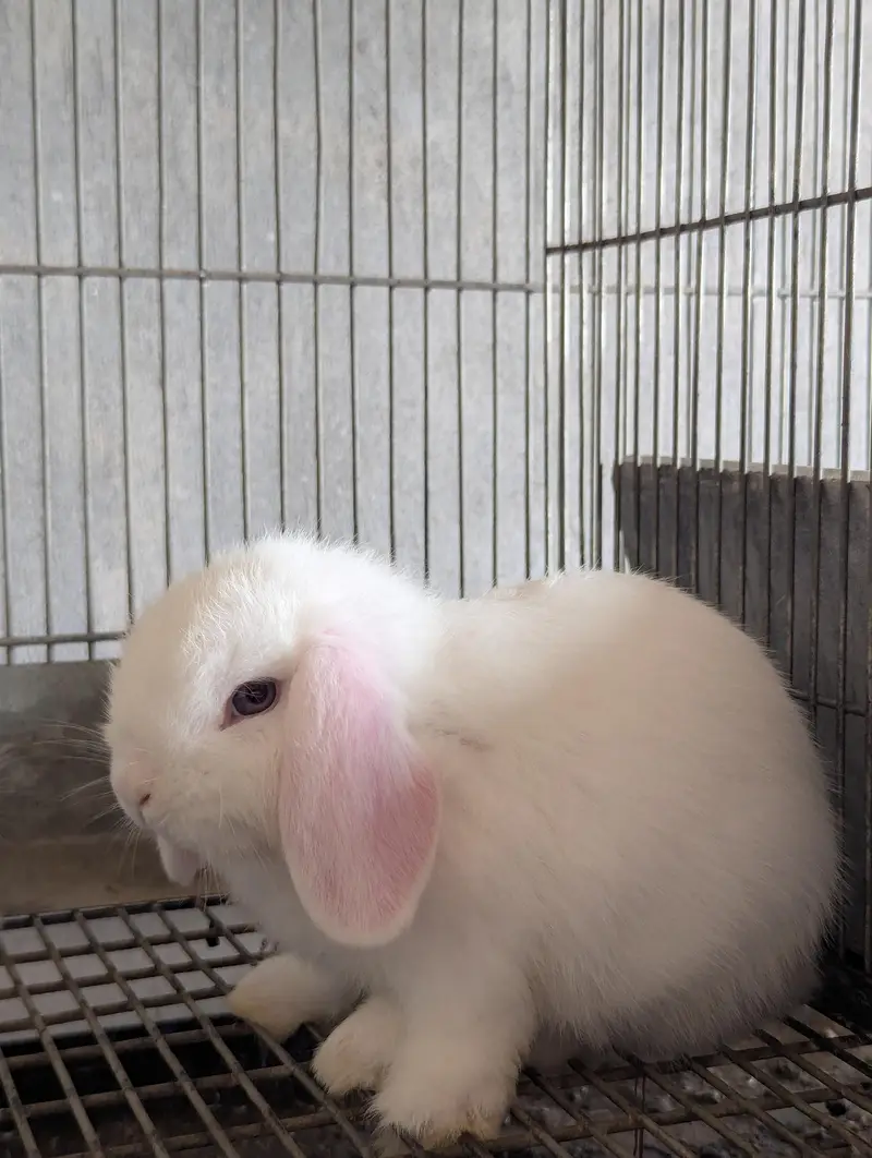 Holland Lop bunnies white blue eyes / punch face / top quality