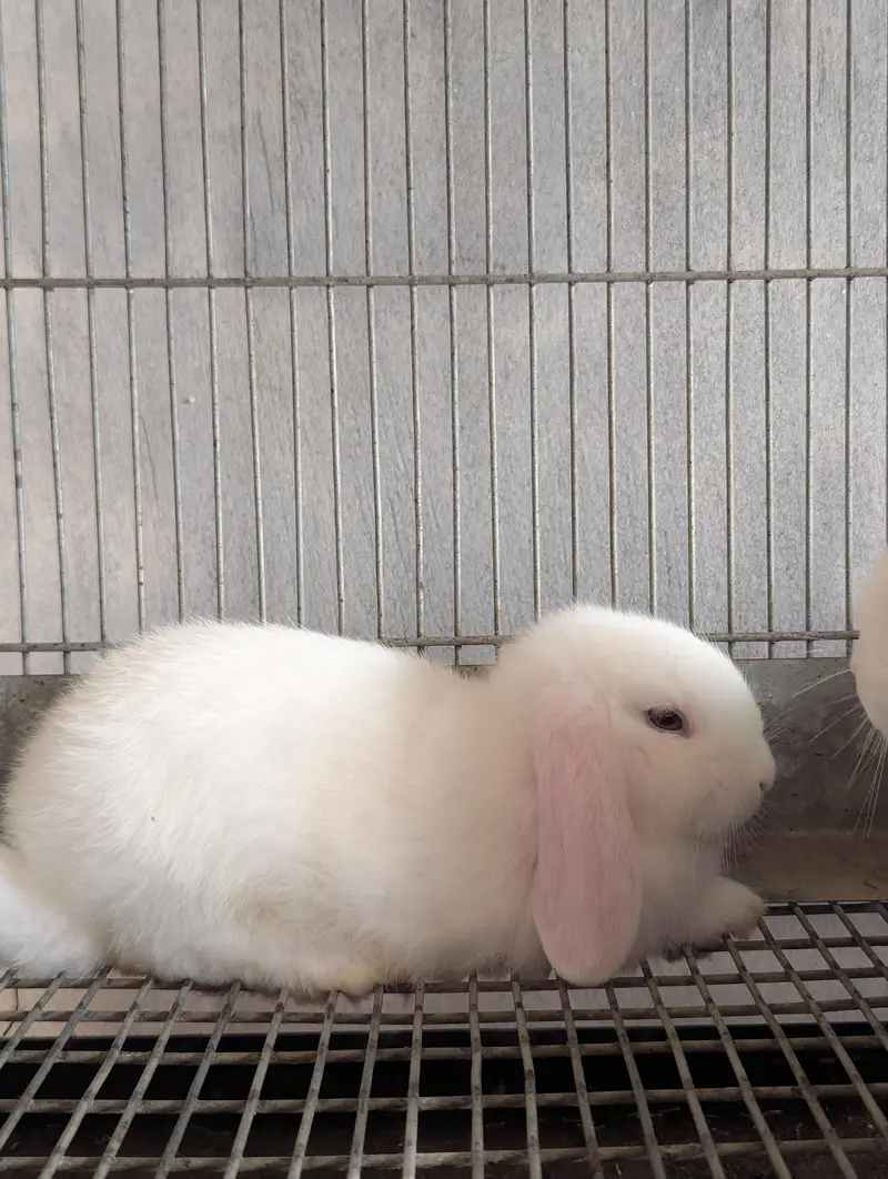 Holland Lop bunnies white blue eyes / punch face / top quality — photo 2