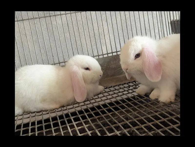 Holland Lop bunnies white blue eyes / punch face / top quality — photo 3