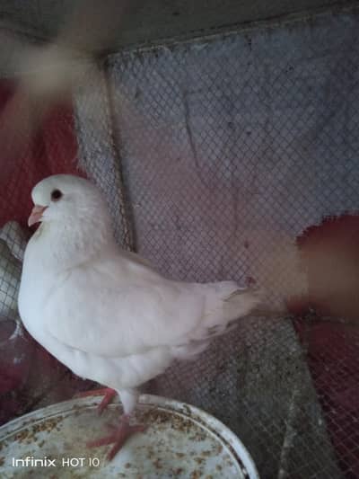 king male for sale