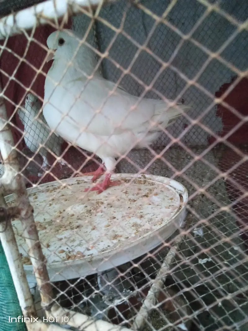 king male for sale — photo 2