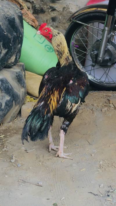 Aseel murga high quality 03195355379
