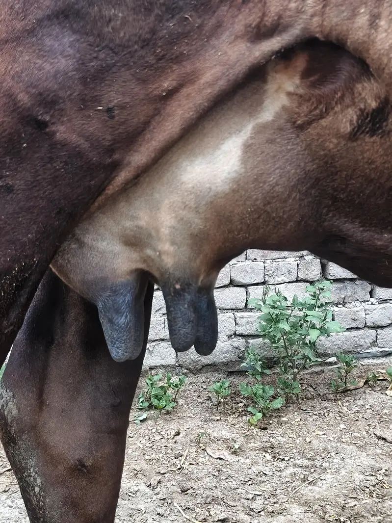 - ساہیوال کراس اعلیٰ نسل- 250 دن کی گھبن گائے -قیمت 4,10,000 — photo 5