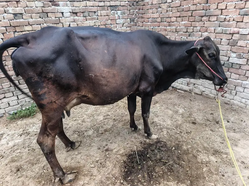 - ساہیوال کراس اعلیٰ نسل- 250 دن کی گھبن گائے -قیمت 4,10,000 — photo 6