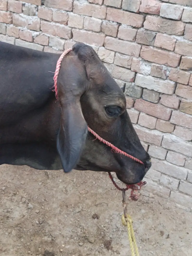 - ساہیوال کراس اعلیٰ نسل- 250 دن کی گھبن گائے -قیمت 4,10,000 — photo 7