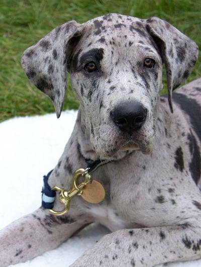 great Dane pedigree puppies available looking for a new home
