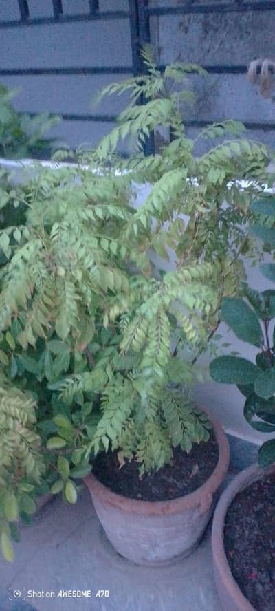 curry Patta and alovera plants