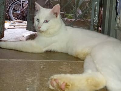 persion cat