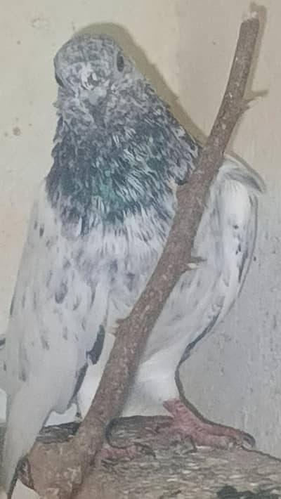 so nice  pigeon only one pic