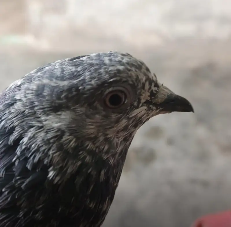 so nice  pigeon only one pic — photo 2